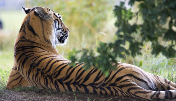 Тигр – животное 2022 года