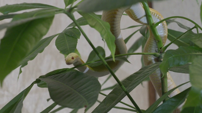 Змея в 2025 году