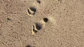 Следы сзади1.png