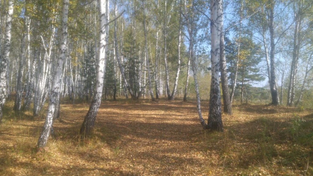 Поляна.jpg